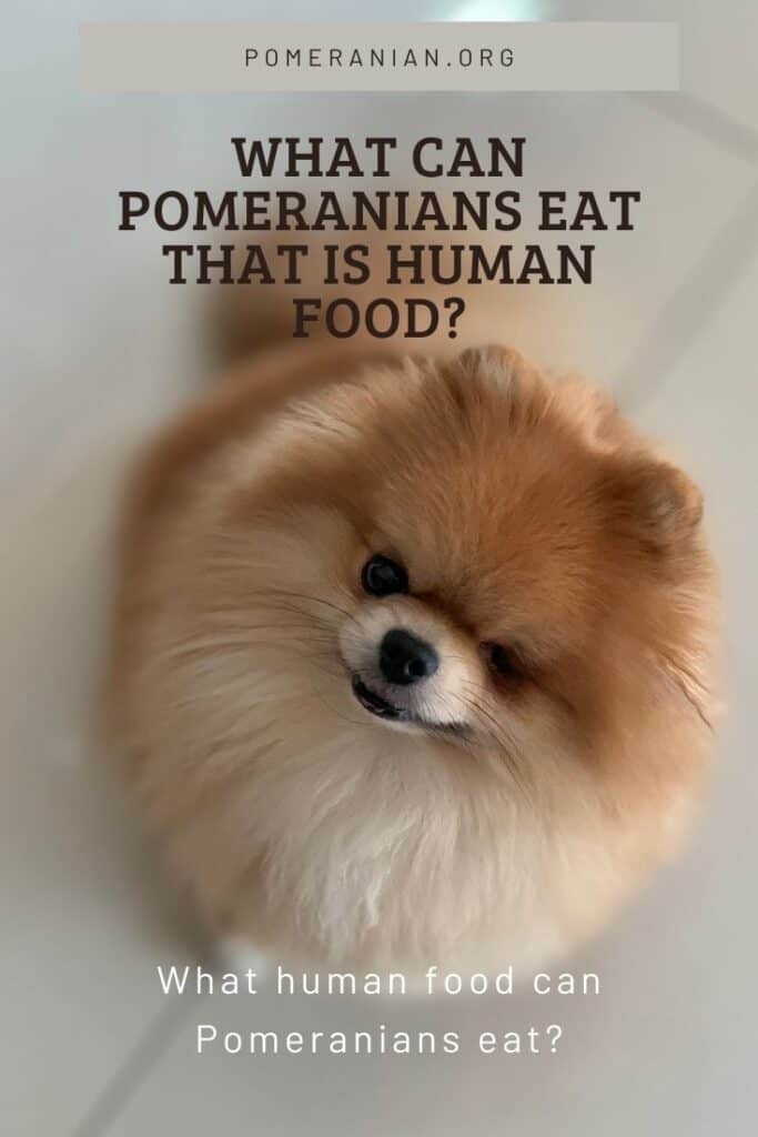 Pomeranian 2024 food list