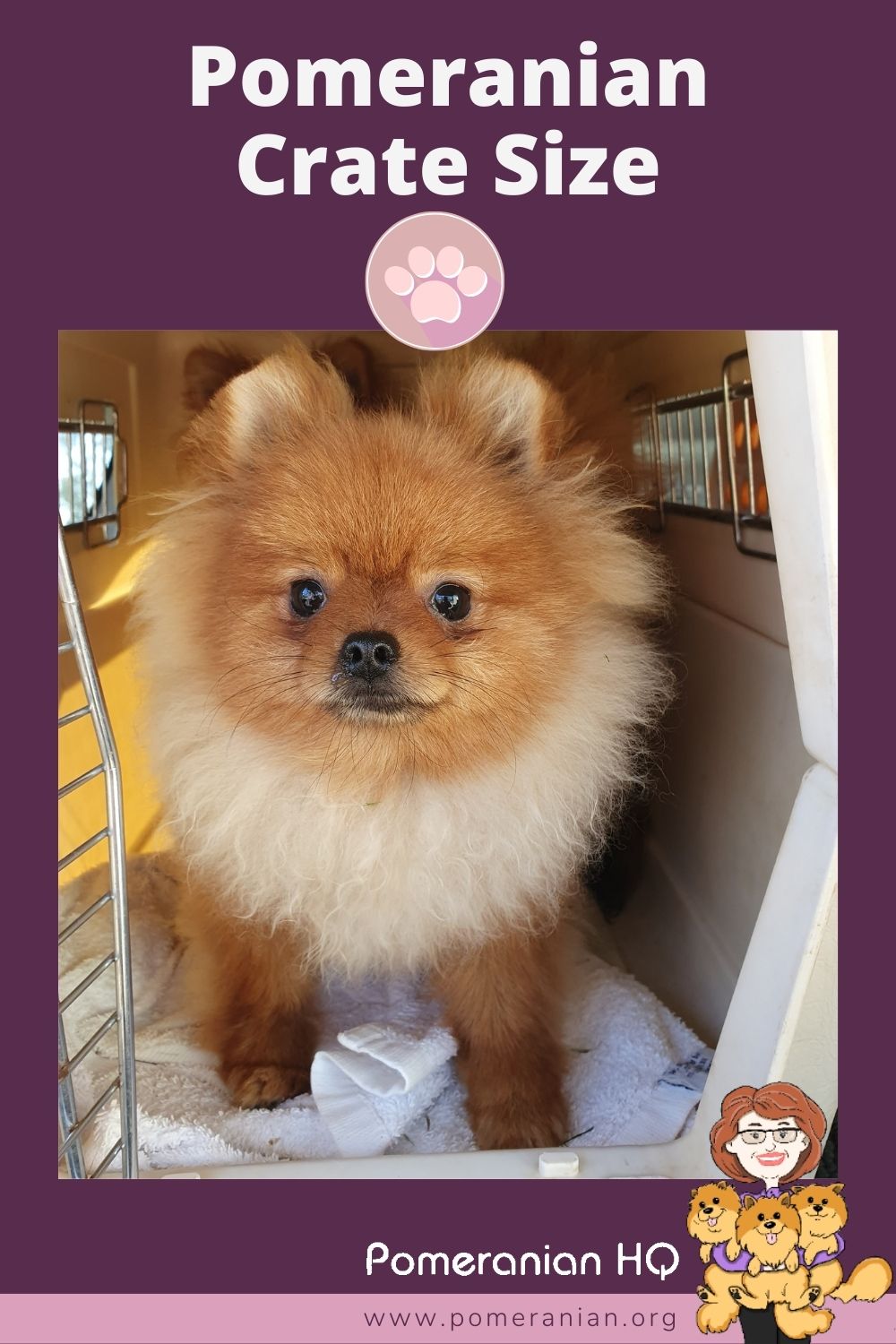 Pomeranian Crate Size Finding The Right Size