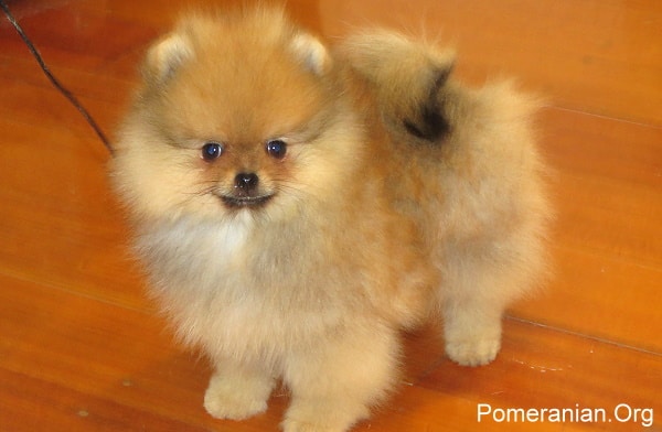 How to Train a Pomeranian Puppy Not to Bite