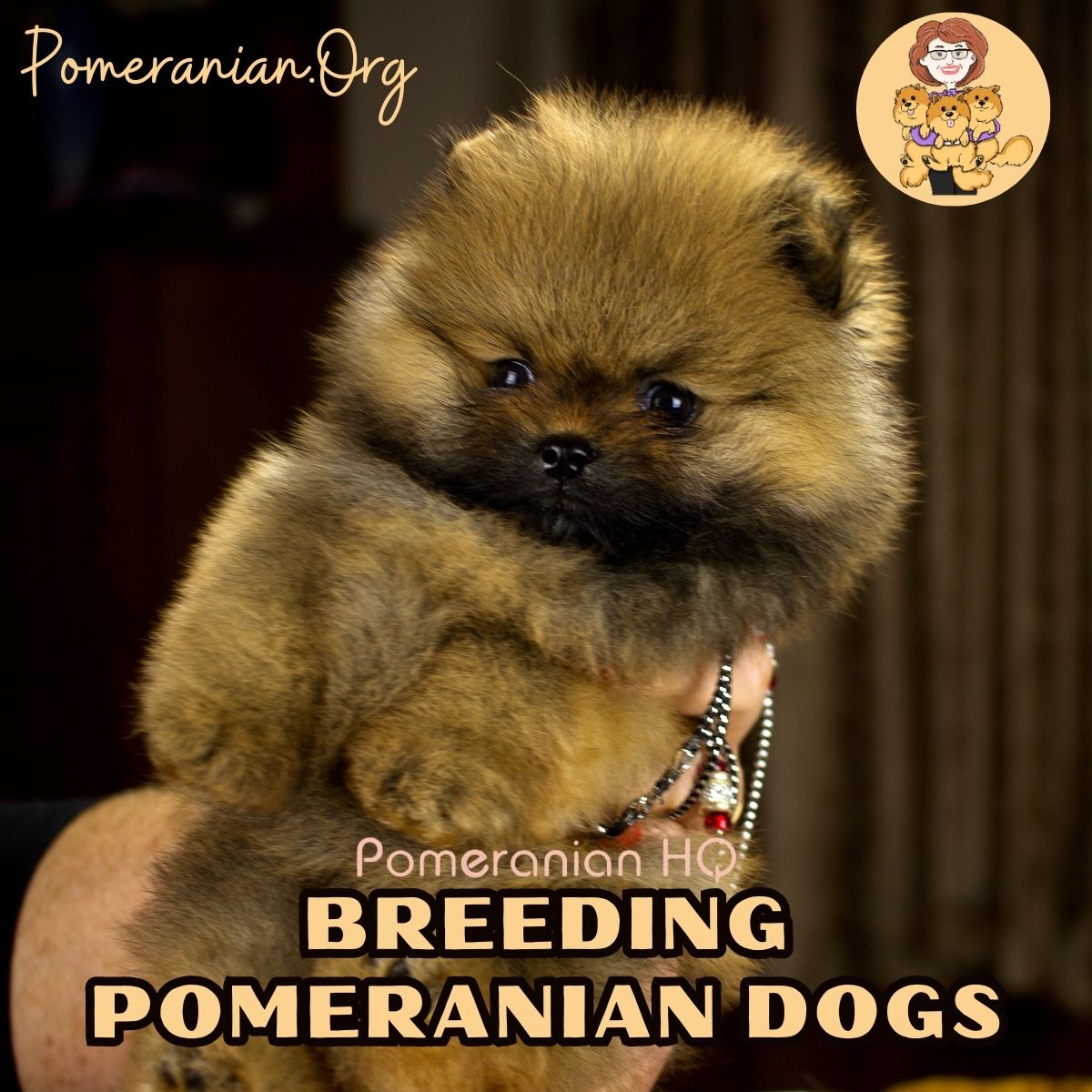 Breeding Pomeranian Dogs