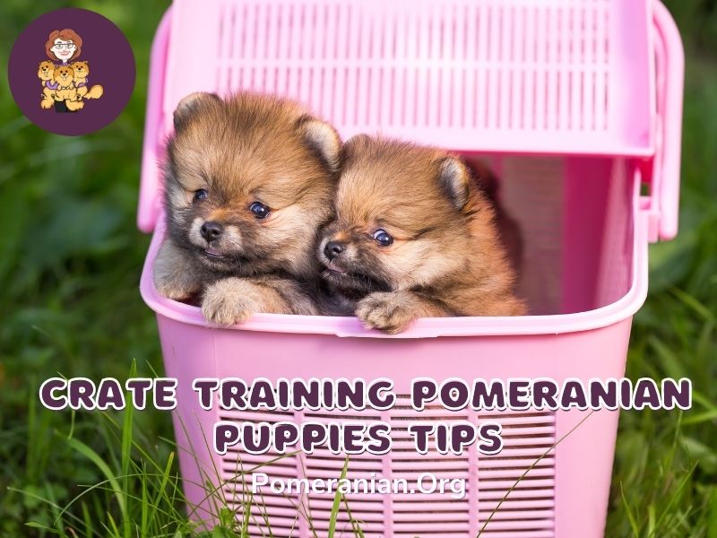 Crate Training Pomeranian Puppies Tips