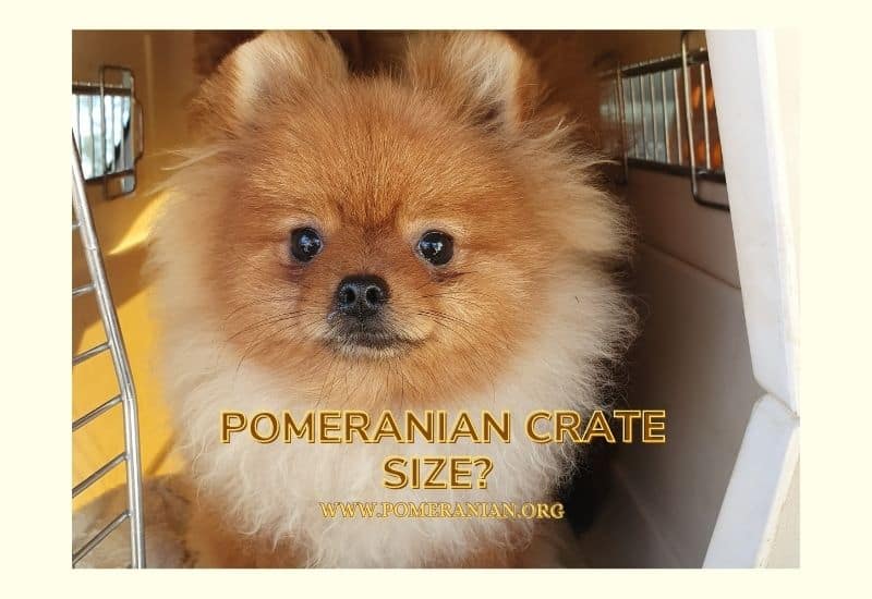 Pomeranian Crate Size