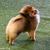 Pomeranian Puppy