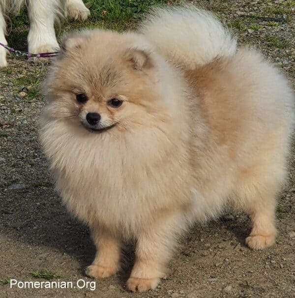 Cream Pomeranian Dog