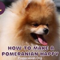 How to Make a Pomeranian Happy