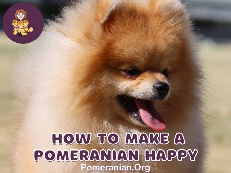 How to Make a Pomeranian Happy