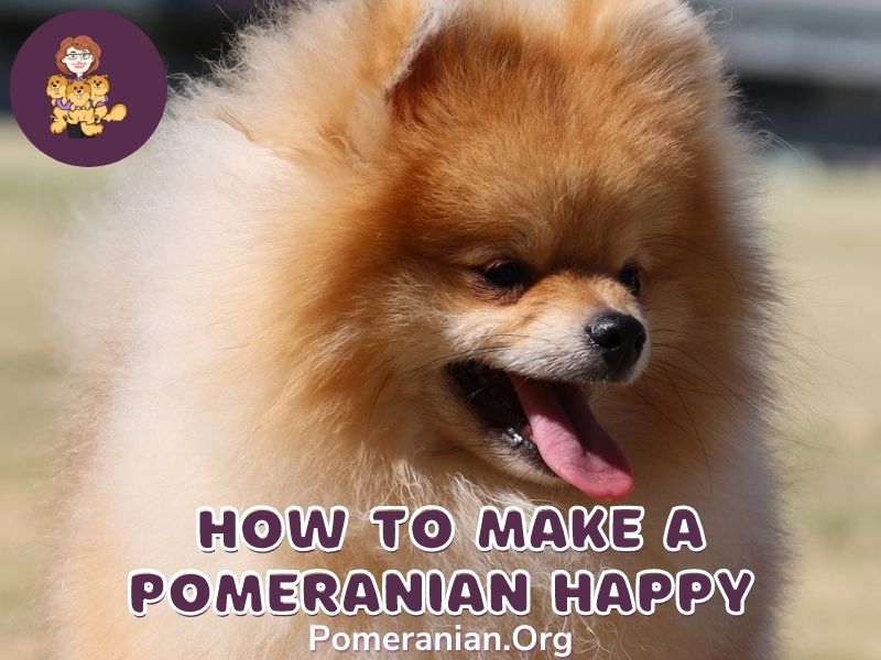 Happy pomeranian sale