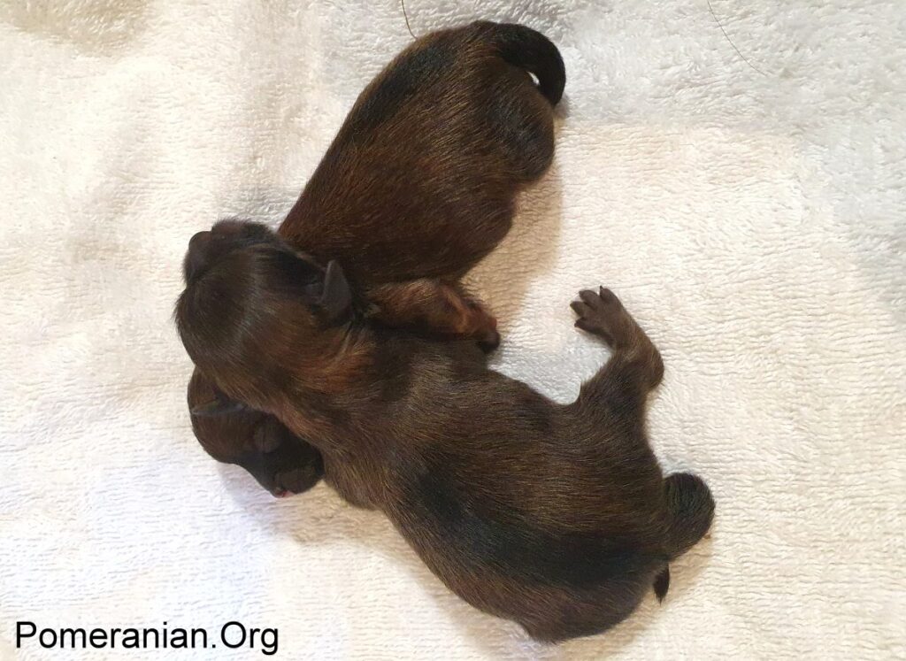 Newborn Pomeranian Puppies