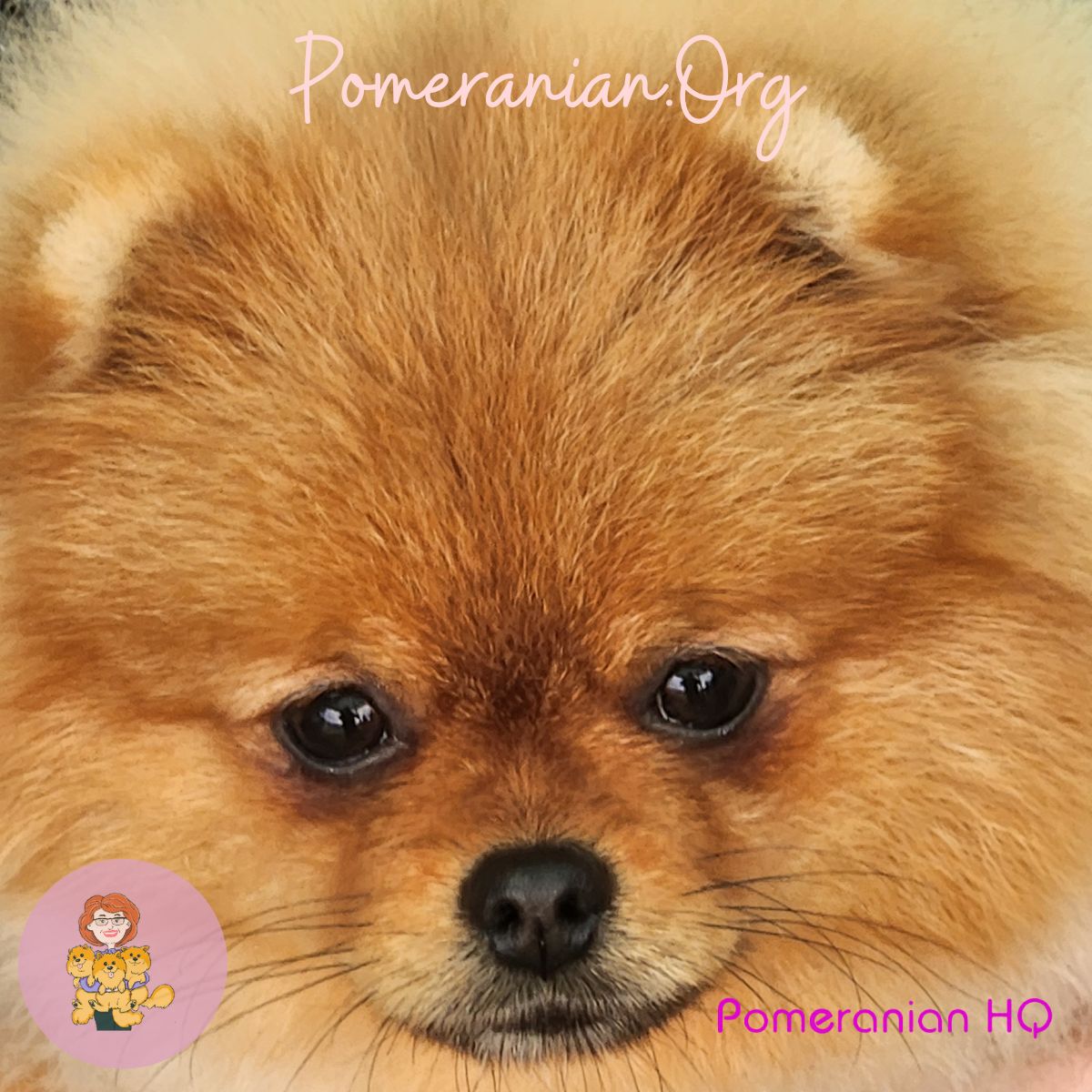 Cute pomeranian sale names