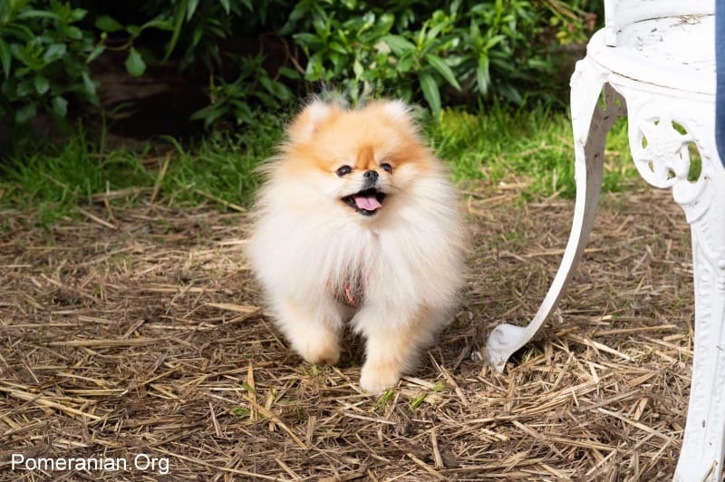 20 Methods for Keeping Your Pomeranian Happy and Healthy Too