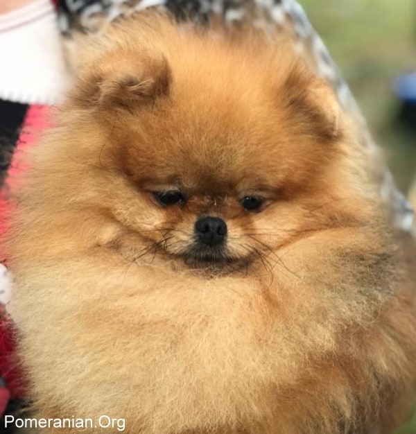 Popular pomeranian hot sale names