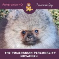 Pomeranian Personality
