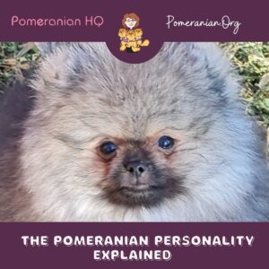 Pomeranian Personality
