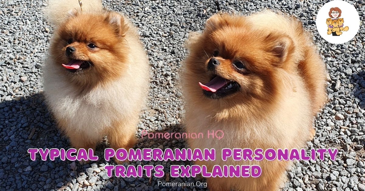 Pomeranian Personality