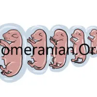 Pomeranian Pregnancy Stages