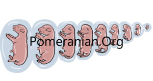 Pomeranian Pregnancy Stages
