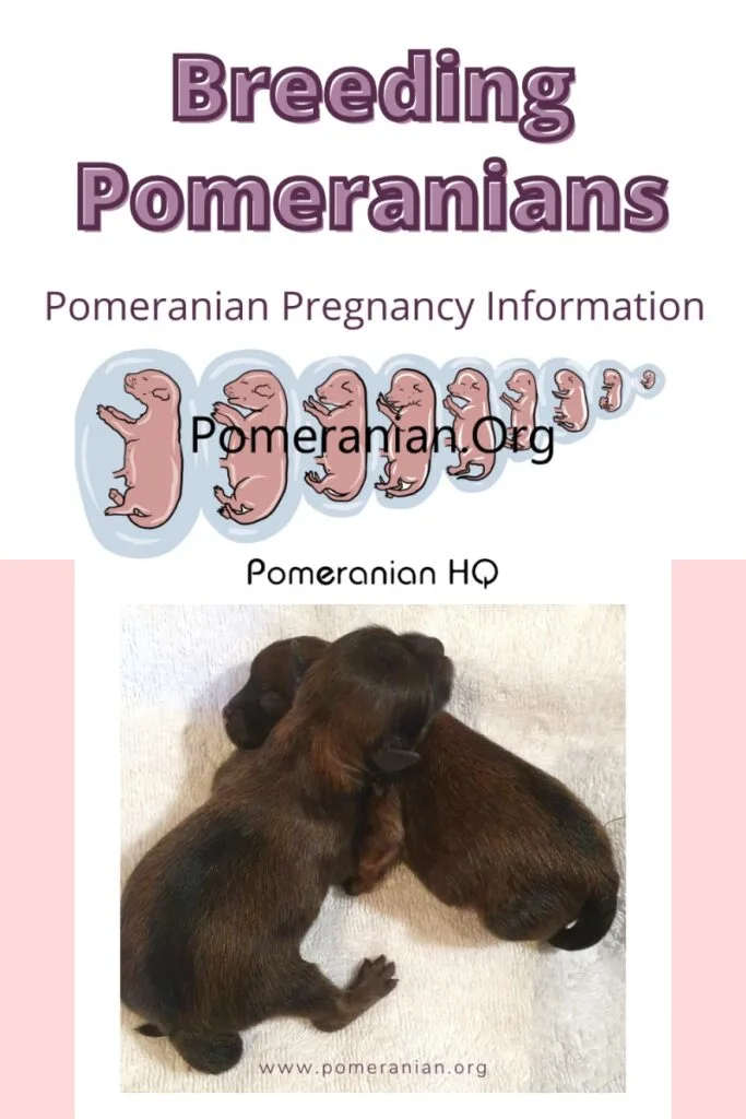 Pregnant Pomeranian Stages