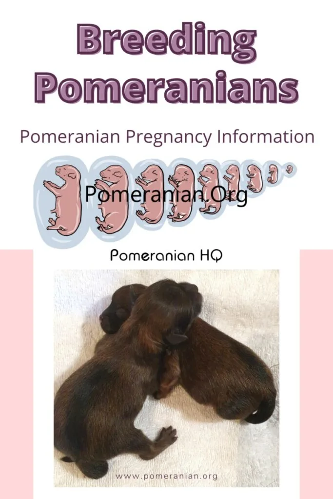 how long are dogs pregnant from conception