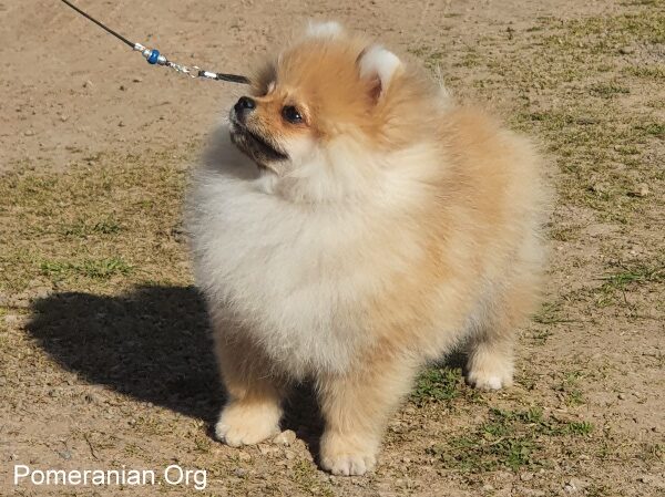 Pomeranian Puppy
