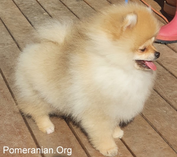 are pomeranians good guard dogs