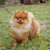 Pomeranian Puppy