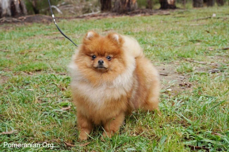 Cute pomeranian names sales girl