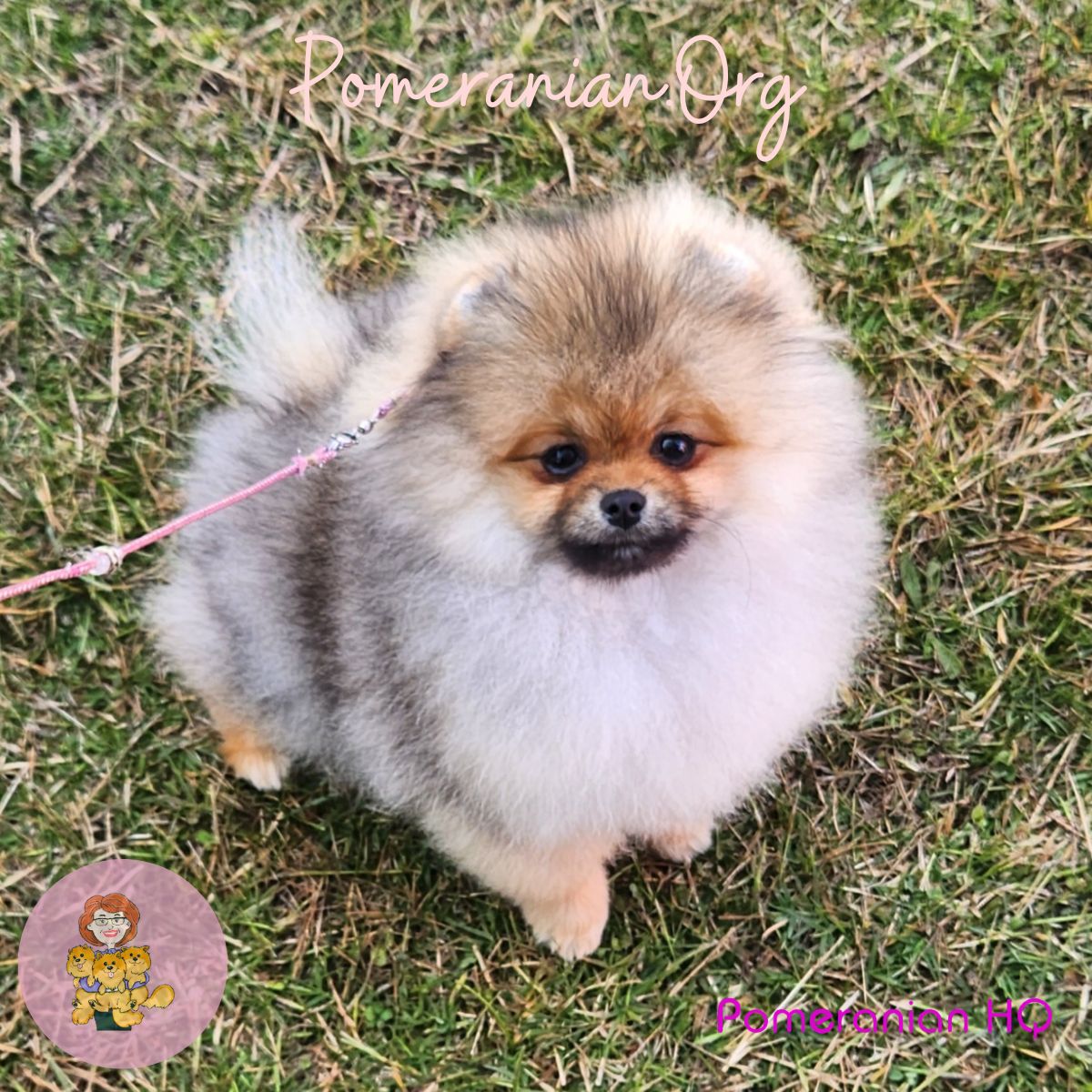 Lion discount pomeranian puppies