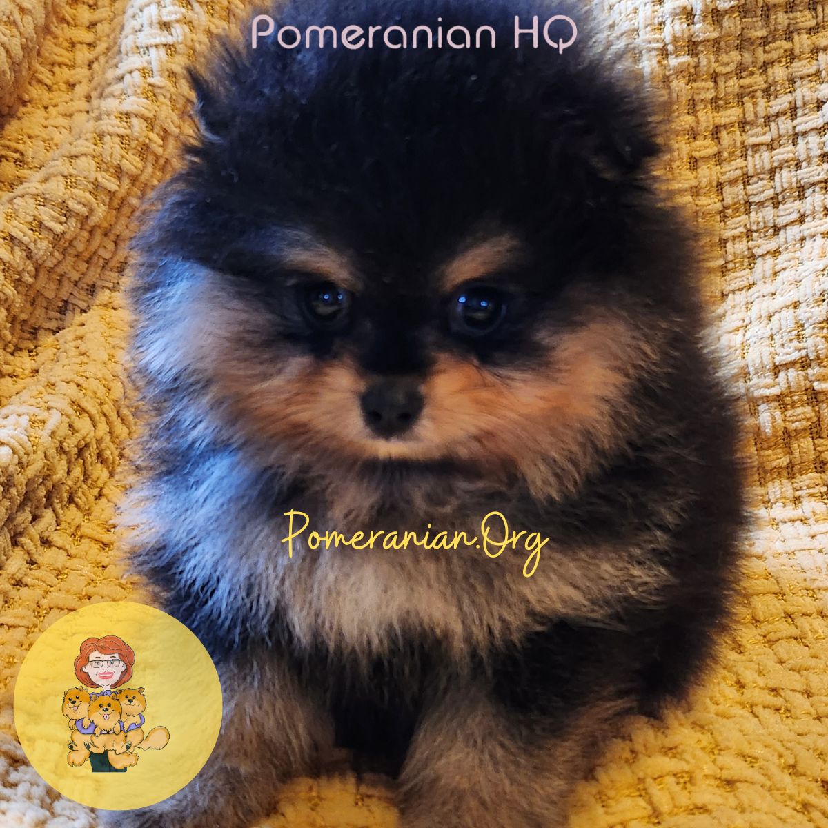 Black and Tan Pomeranian Puppy