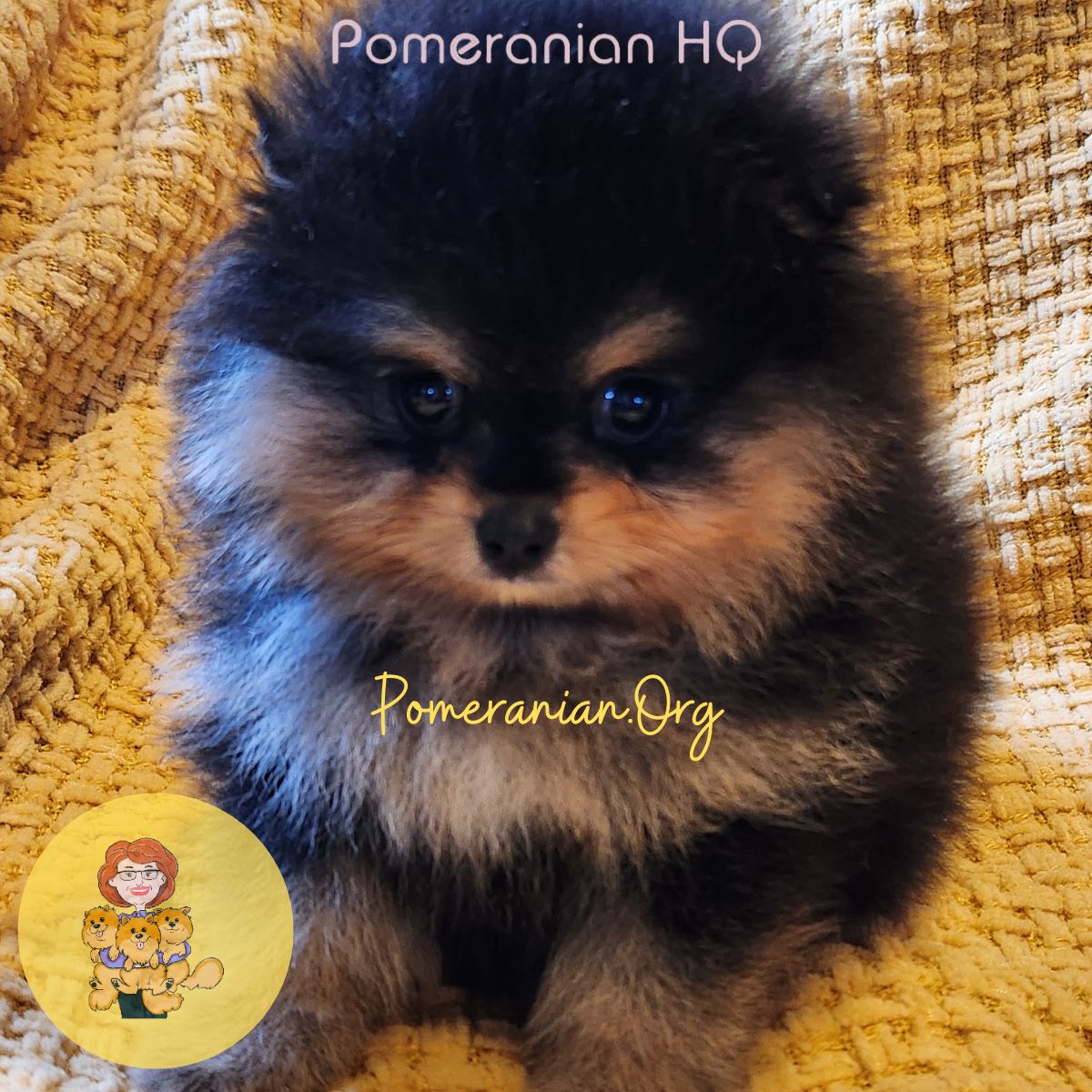 Cute girl best sale pomeranian names