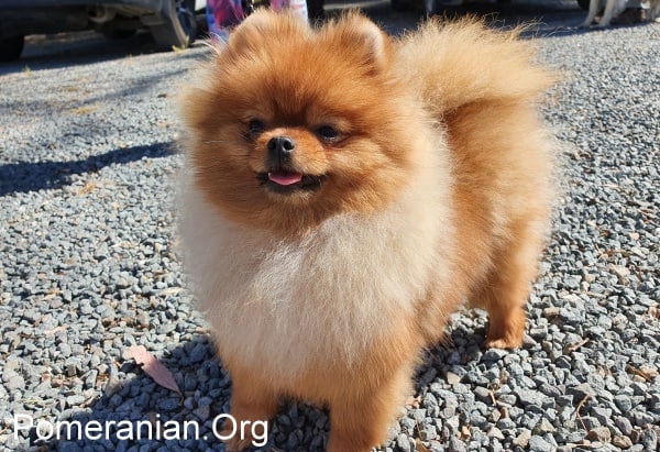 is pomeranian a friendly dog