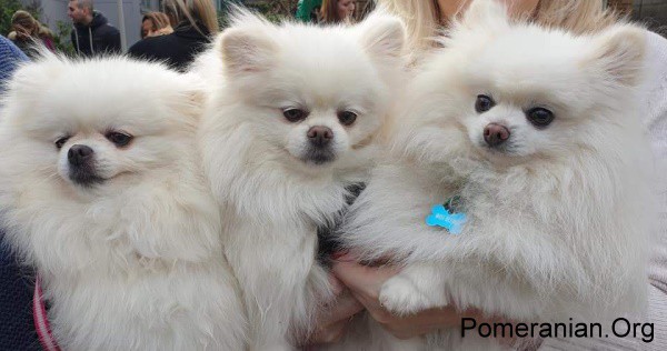 White Pomeranians