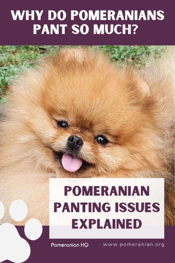 Why Is My Pomeranian Always Panting? Details of Pomeranian Panting Issues