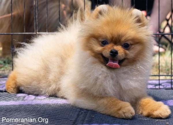 Pomeranian Puppy