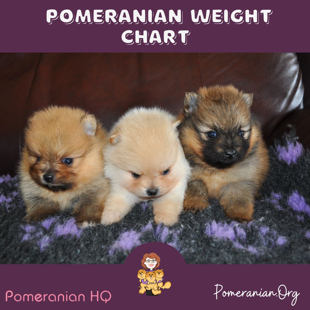 Pomeranian Weight Chart: Puppy Growth Chart Details