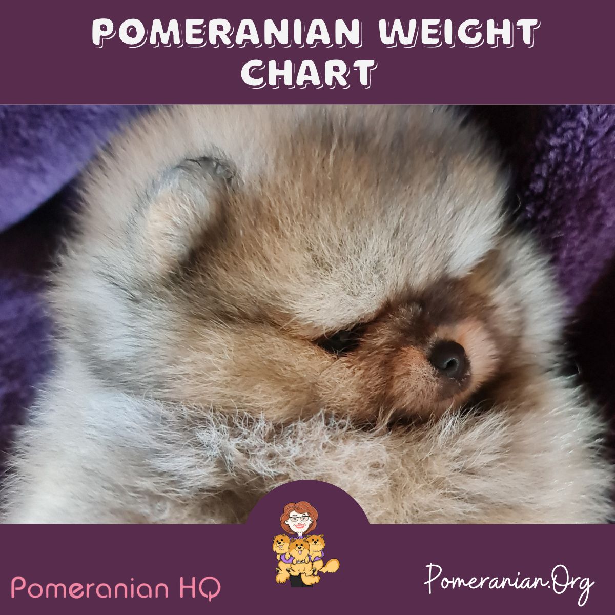 Pomeranian Weight Chart