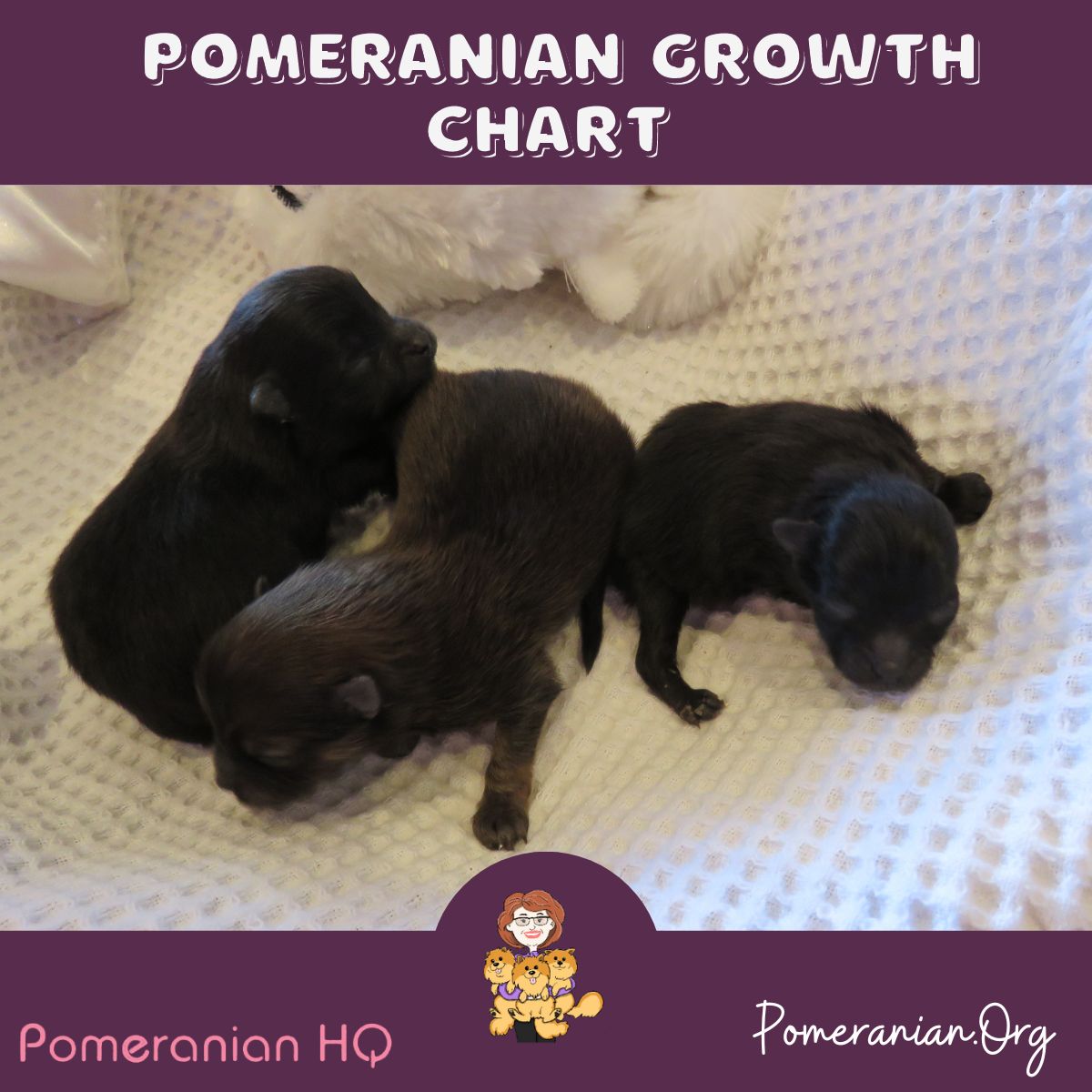 Pomeranian Growth Chart