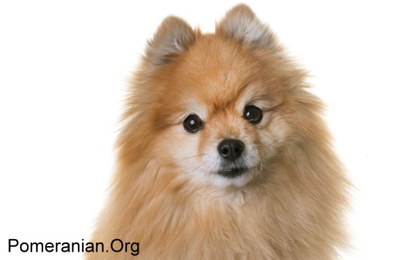 Senior Pomeranian