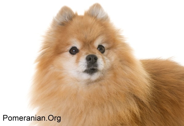 Older Pomeranian Dog