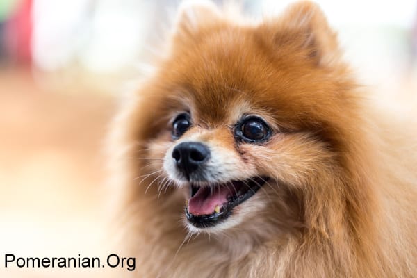 Senior Pomeranian Dog