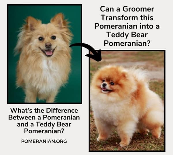 Will Taking my Pomeranian to the Groomer Give Him the Pomeranian Teddy Bear look?