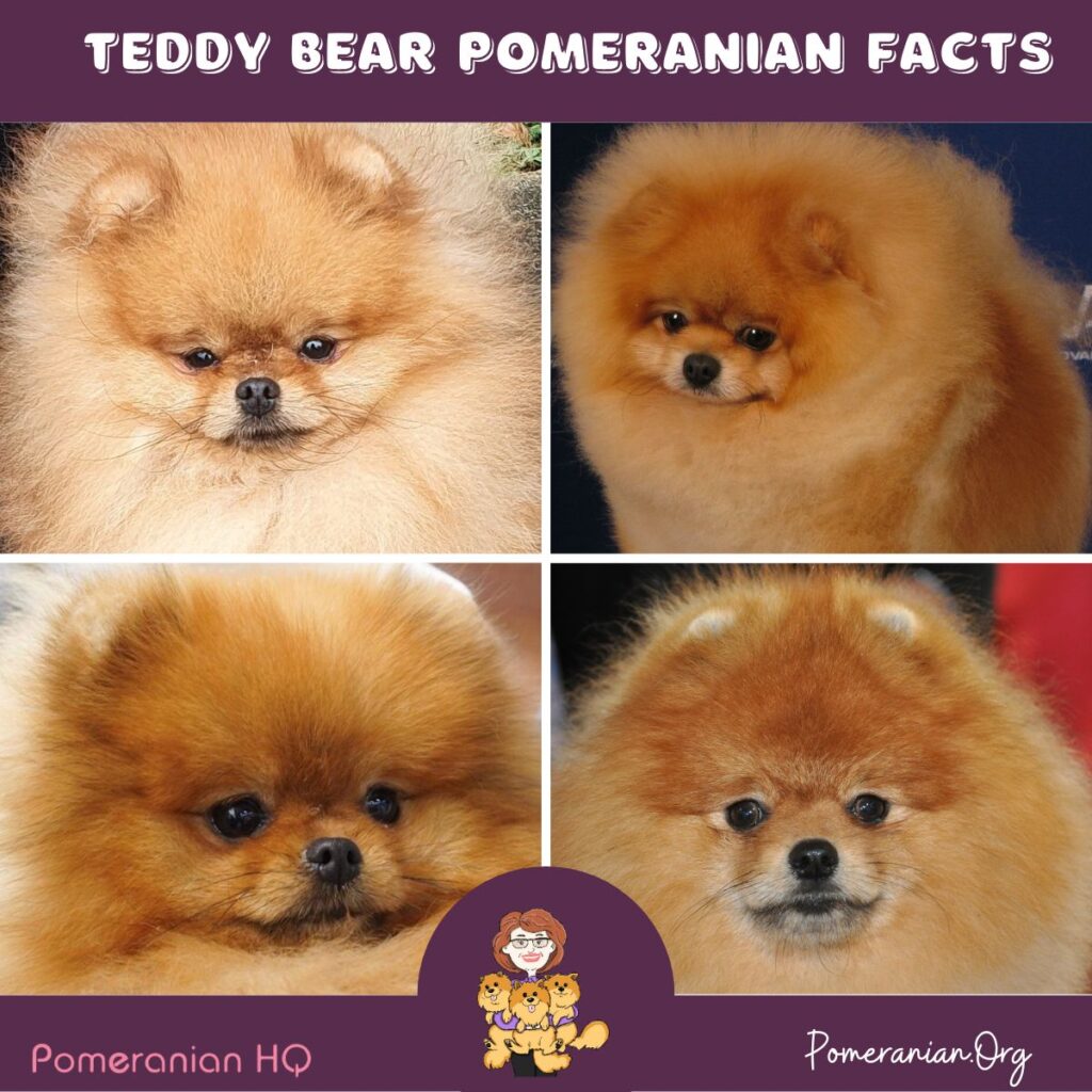 Teddy Bear Pomeranian Facts