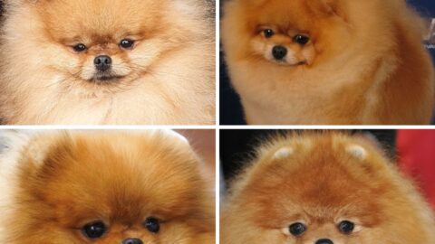Teddy Bear Pomeranian Versus a Pomeranian Dog