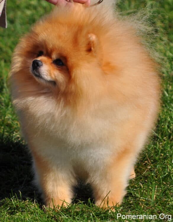 a teddy bear pomeranian