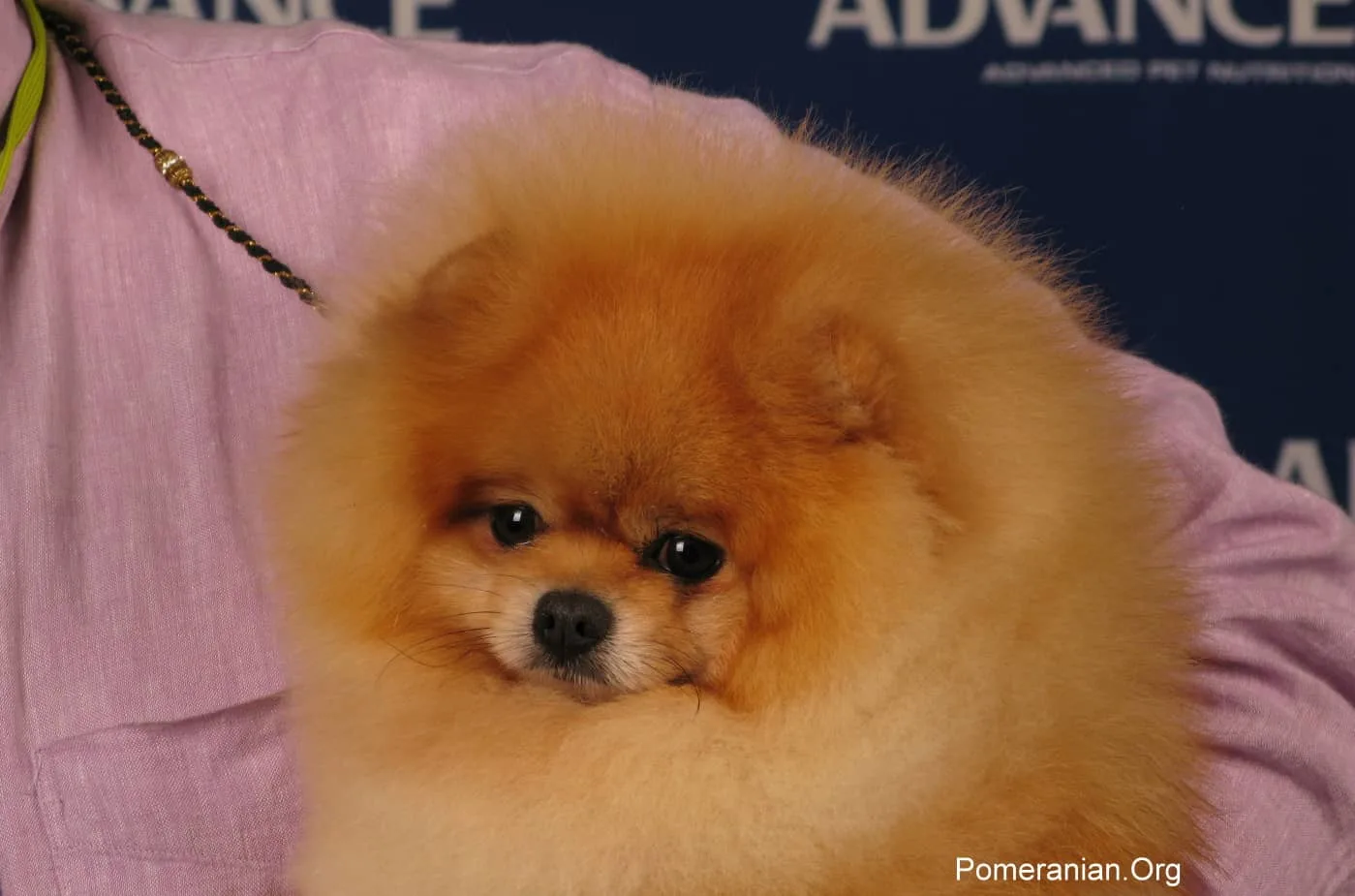 a Teddy Bear Pomeranian 