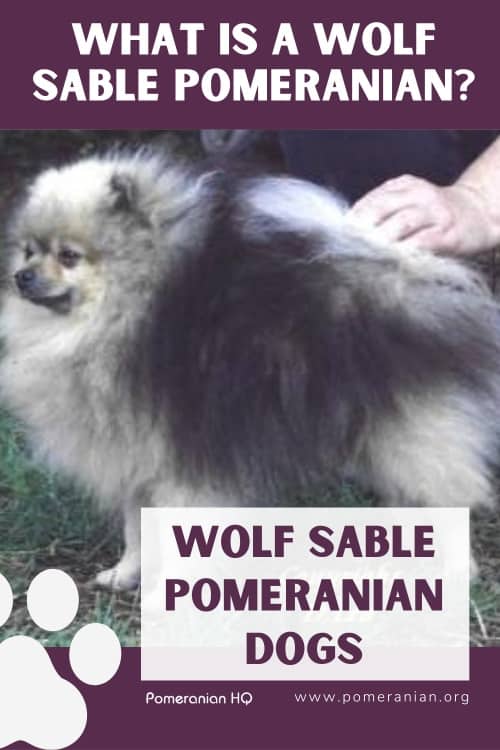 Wolf Sable Pomeranian