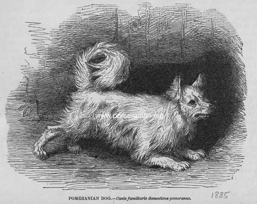 Pomeranian Dog 1885