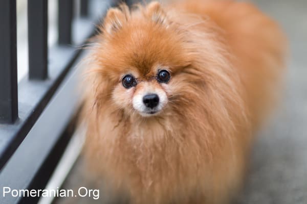 7 year old store pomeranian