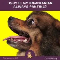 Why is my Pomeranian always panting?
