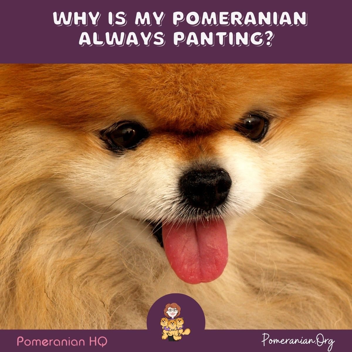 Why Is My Pomeranian Always Panting?