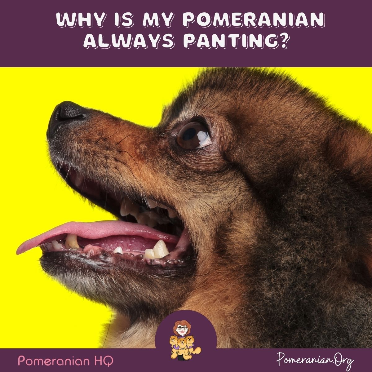 Why Is My Pomeranian Always Panting? Details of Pomeranian Panting Issues